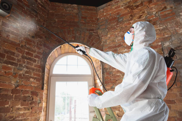 Best Attic Mold Removal  in USA